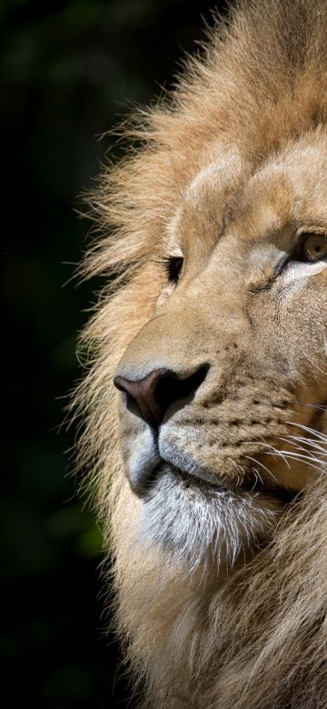 African Lion, Face, Big cat, Predator, Carnivore, Wild animal, Zoo, Feline, Portrait, Mane