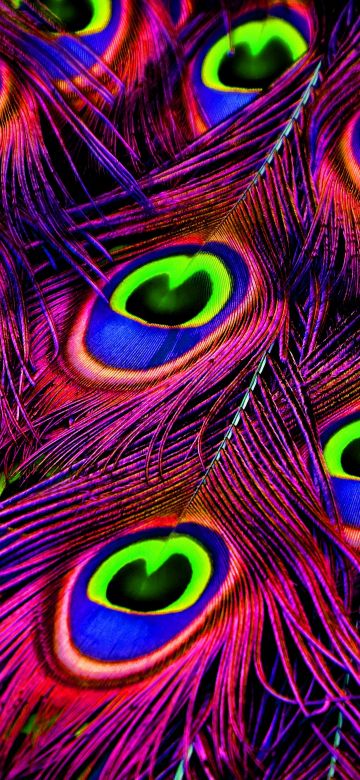 Peacock feather, Plumage, Peacock Wheel, Purple, Vibrant, Colorful