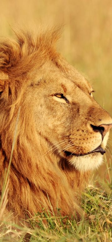 African Lion, Safari, Big cat, Predator, Wild animal, Portrait, Carnivore