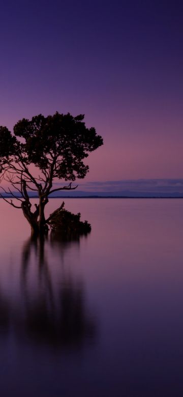 Tree Silhouette, Sunset, Horizon, Body of Water, Dusk, Reflection, Purple sky, 5K