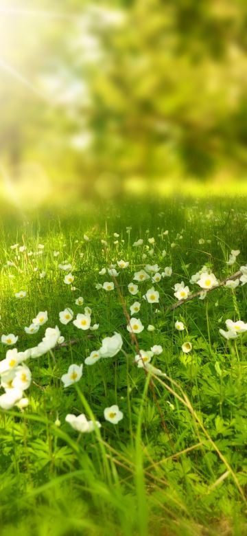 Tree Trunk, Meadow, Greenery, Sunlight, White flowers, Selective Focus, Grass, Wood