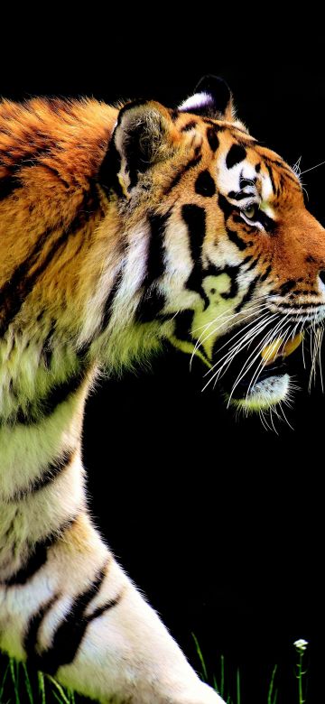 Tiger, AMOLED, Big cat, Black background, Fur, Predator, Carnivore, Feline, Wild animal, 5K