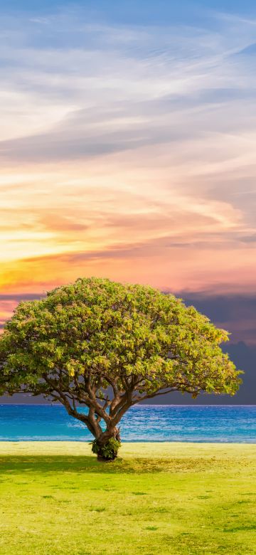 Green Tree, Ocean view, Grassland, Summer, Sunset, Horizon, Landscape, Scenery, 5K