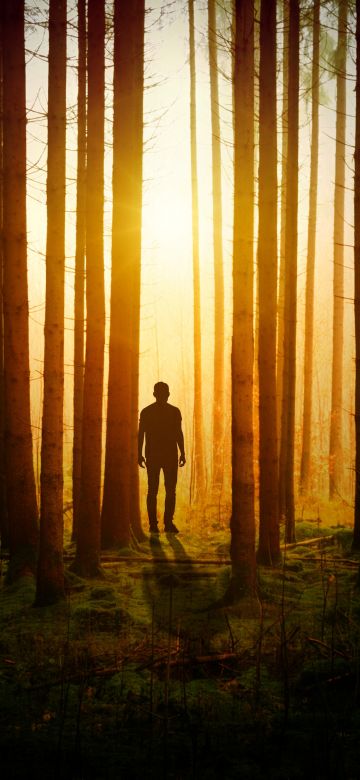 Silhouette, Aesthetic, Man, Standing, Sunset, Forest, Woods, 5K