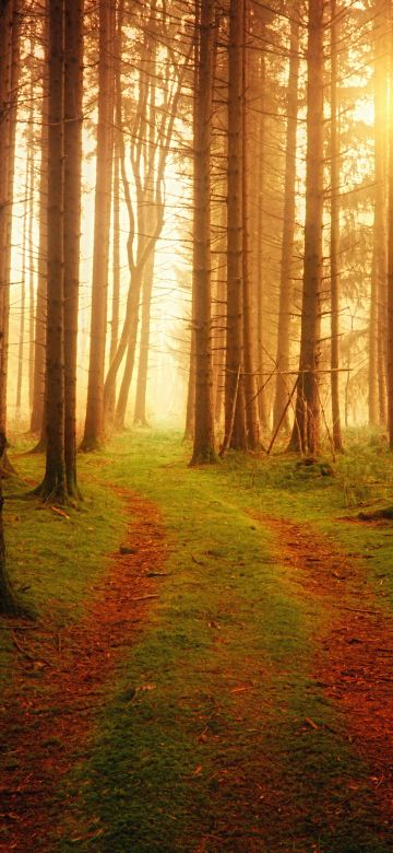 Foreign, Path, Sunlight, Ambiance, Woods