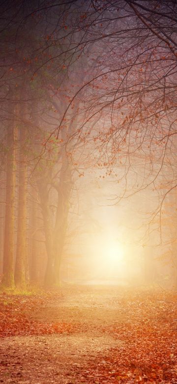 Fall, Morning light, Forest, Dirt road, Foggy, Autumn, 5K