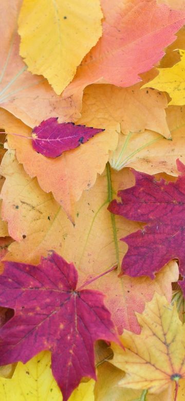 Maple leaves, Fall Foliage, Autumn, Seasons, Fallen Leaves, Colorful, Leaf Background, 5K