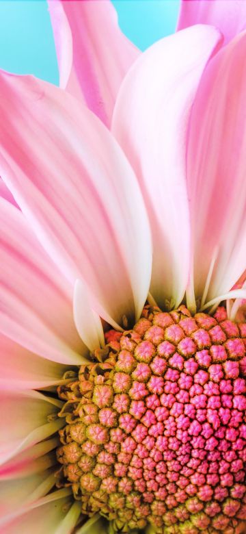 Pink Daisy, Macro, Flora, Petals, Blossom, Bloom, Spring, Closeup, 5K