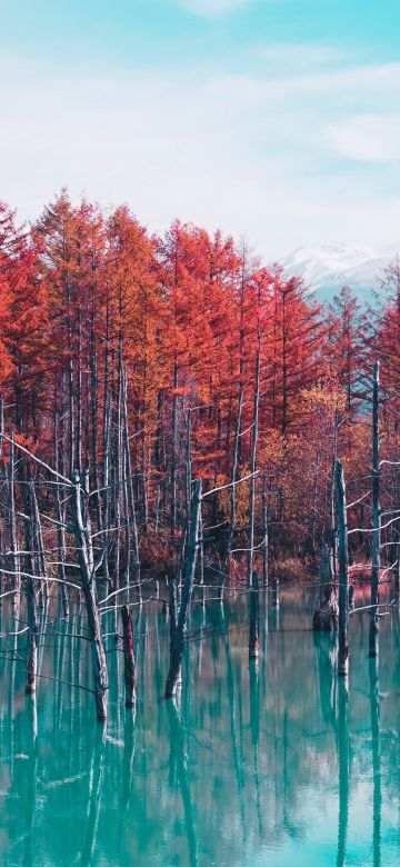 Shirogane Blue Pond, Hokkaido, Japan, Red Trees, Autumn, Body of Water, Reflection, Blue lake, Landscape, Scenery, 5K