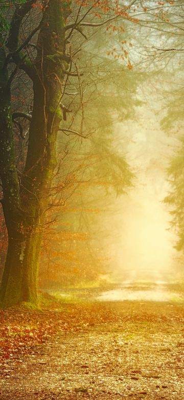 Fall, Forest, Dirt road, Autumn, Foliage, Light, Foggy