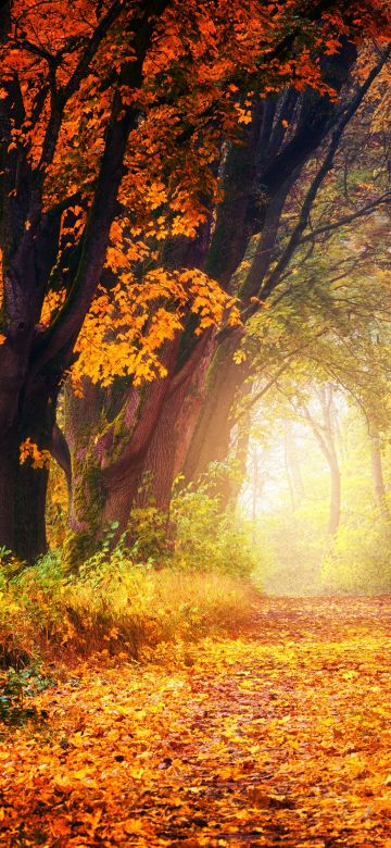 Forest, Dirt road, Maple trees, Autumn, Fall, Light, 5K