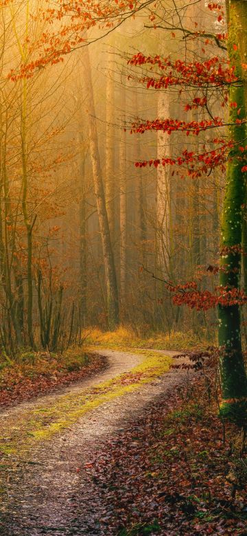 Autumn, Wilderness, Dirt road, Forest, Light, Atmosphere, Fall, Daytime, 5K