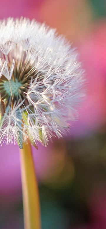 Dandelion flower, Blur background, Selective Focus, Bokeh, Closeup, 5K