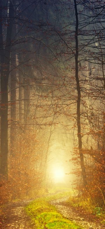 Autumn, Light, Atmosphere, Fall, Daytime, 5K, Forest, 