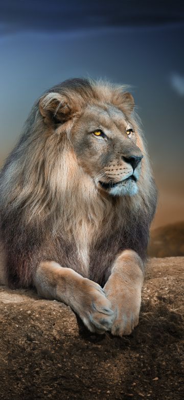 African Lion, Big cat, Carnivore, Predator, Animal Portrait, Blur background, Wild animal, 5K