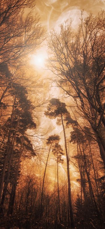 Woods, Forest, Tall Trees, Fire effect, Landscape, Digital composition, 5K