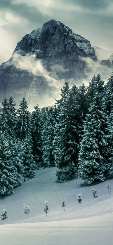 Pine trees, Winter, Forest, Mountains, Peak