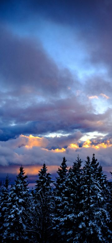 Snowy Trees, Winter, Cloudy Sky, Dusk, Scenic, 5K