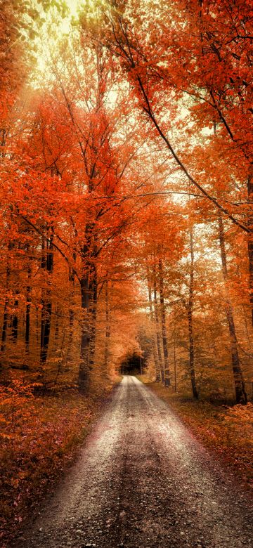 Autumn Forest, Passage, Dirt road, Seasons, Landscape, Scenery, 5K