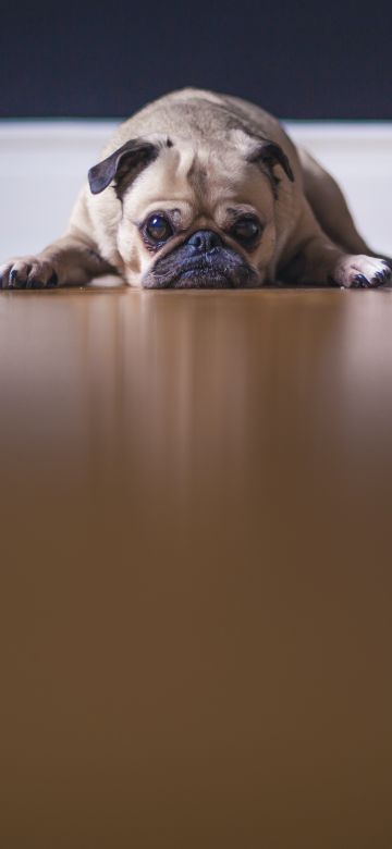 Fawn Pug, On the floor, Pet dog, Stare, Canine, Puppy, 5K