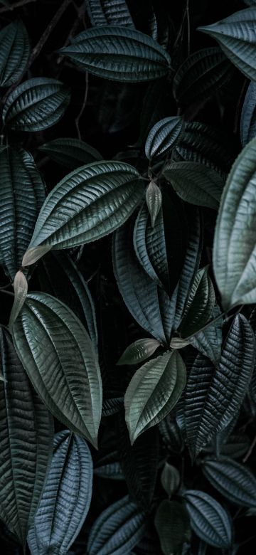 Leaf Background, Green leaves, Botanical, Low light Photography, 5K