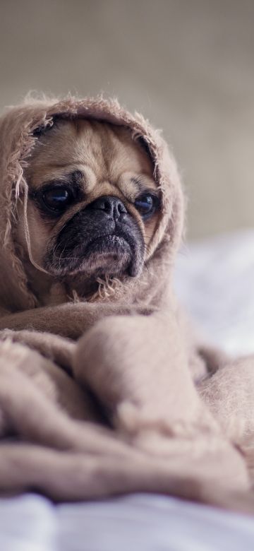 Fawn Pug, Sad, Innocent, Adorable, Blanket, Pet dog, Funny, Canine, Puppy, 5K, Sad face