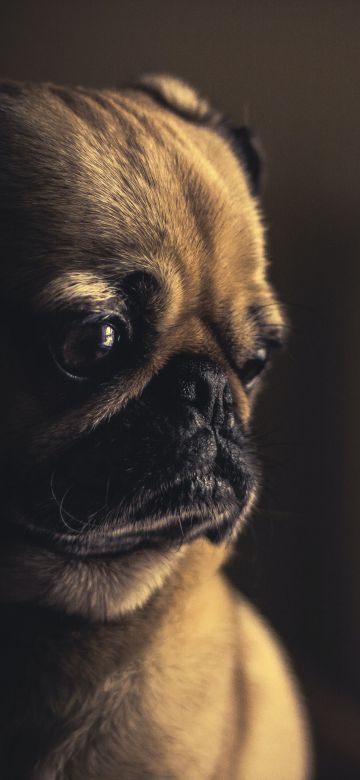 Fawn Pug, Pet dog, Canine, Animal Portrait, Selective Focus, Puppy, 5K