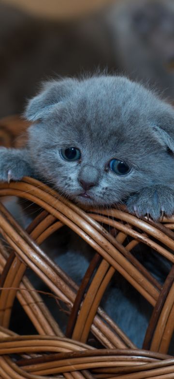 Russian Blue Kitten, Cat, Brown Basket, Pet, Kawaii, Feline, Sad, Mood, 5K, Brown aesthetic