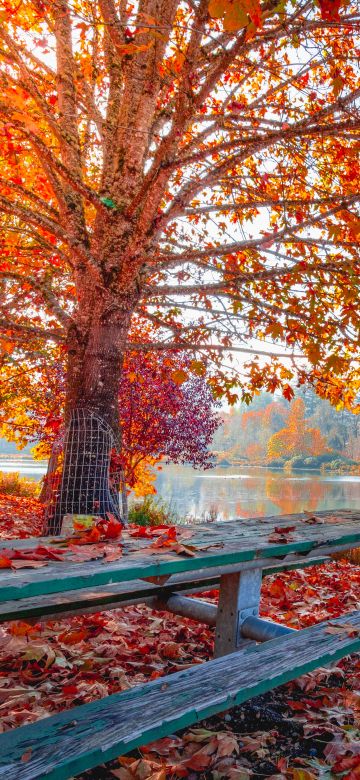 Autumn, Maple tree, Foliage, Autumn leaves, Sun light, Body of Water, Wooden bench, Lake, Landscape, Scenery, 5K