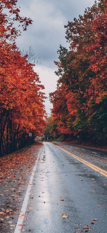 Autumn trees, Foliage, Seasons, Fall, Empty Road, Landscape, Scenery, 5K