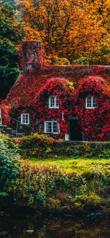 House Covered by Trees, Autumn trees, Bridge, Beautiful, Old House, Seasons, Landscape, Scenery, 5K