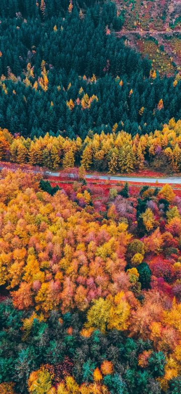 Autumn trees, Countryside, Foliage, Aerial view, Forest, Colorful, Road, Fall, Scenery, Landscape