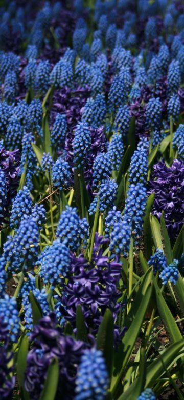 Lupine Field, Blue flowers, Floral Background, Bloom, Garden, Blossom