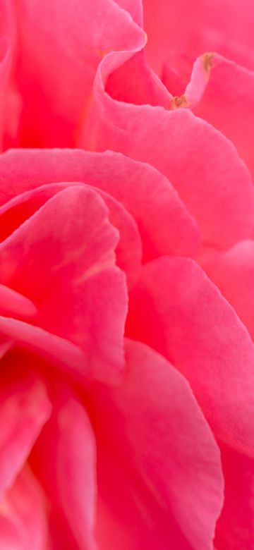 Pink flower, Bokeh, Petals, Closeup, Pink background, Flora, Vibrant, Blossom, Bloom, Spring, 5K