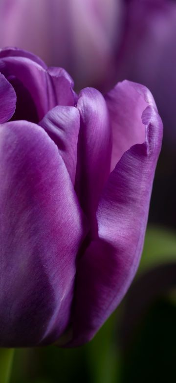 Purple tulips, Closeup, Macro, Bokeh, Blossom, Bloom, Spring, Garden, Petals, 5K