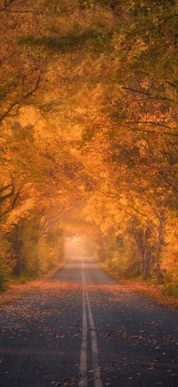 Autumn trees, Road, Autumn colors, Fall Foliage, Tarmac, 5K, 8K