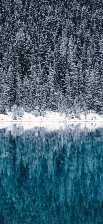 Lake Louise, Winter, Cold, Reflections, Pine trees, Frozen, Snow covered, Turquoise water, Banff National Park, Canada