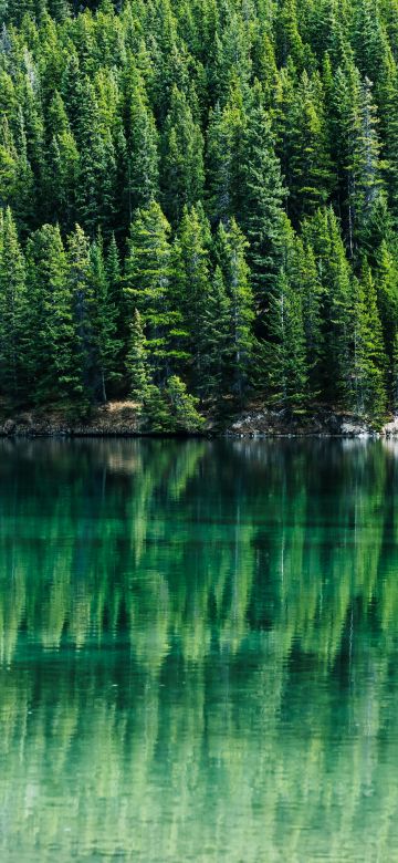 Green Trees, Pine trees, Reflections, Lake, Tranquility, Aesthetic, Banff National Park, Alberta, Canada, Landscape, Scenery