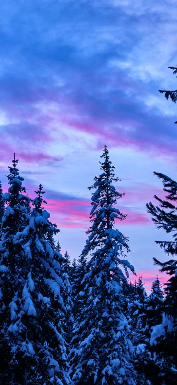 Snow covered, Pine trees, Winter, Forest, Sunset, 5K