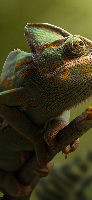 Chameleon, Dragonfly, Portrait, Blurred, Green background, Leaves, HDR