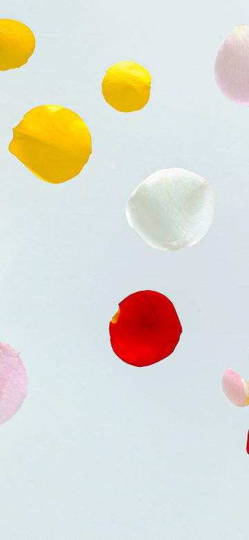 Colorful Petals, Multicolor, White background, Aesthetic, Flora, Rose Petals, Floating, 5K