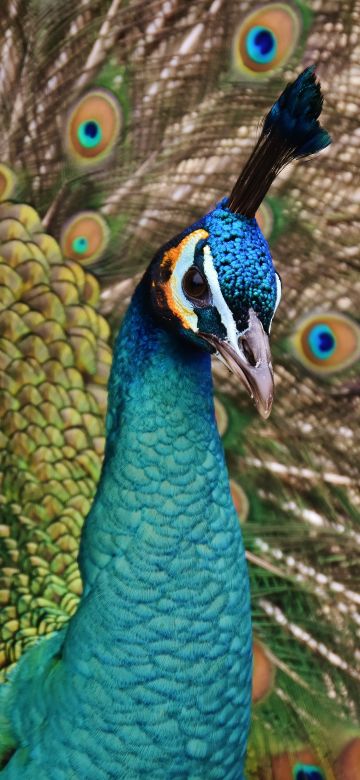 Peacock, Bird, Plumage, Peacock feather, Pattern, Closeup Photography, Beautiful, 5K