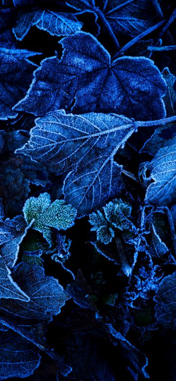 Frozen Leaves, Foliage, Blue, Closeup, On The Ground, Winter, 5K