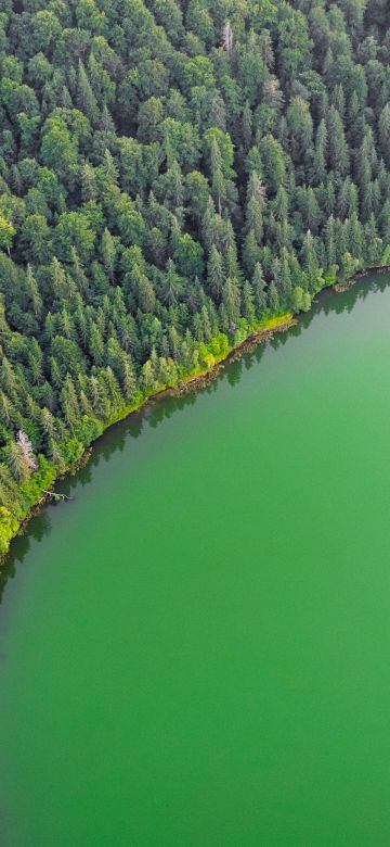 Green Lake, Green Trees, Aerial view, Forest, Landscape, Woodland, Scenery