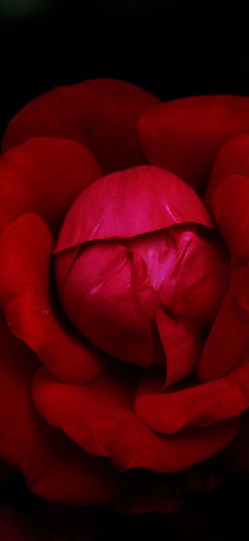 Hybrid tea rose, Red Rose, Black background, Rose flower