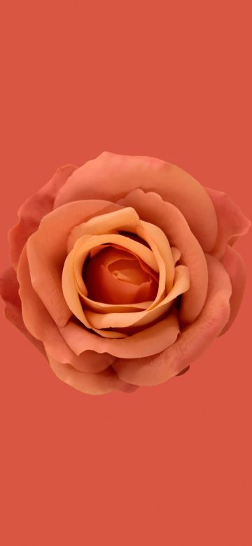 Orange Rose, Blossom, Petals, Closeup, Orange background, 5K, 8K