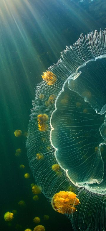 Jellyfish, Raja Ampat Islands, Underwater, Sunlight, Jellyfishes, Indonesia, 5K, 8K