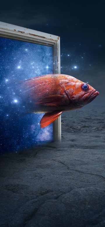 Orange Fish, Photo Manipulation, Fantasy artwork, Galaxy, Stars, Illustration, 5K