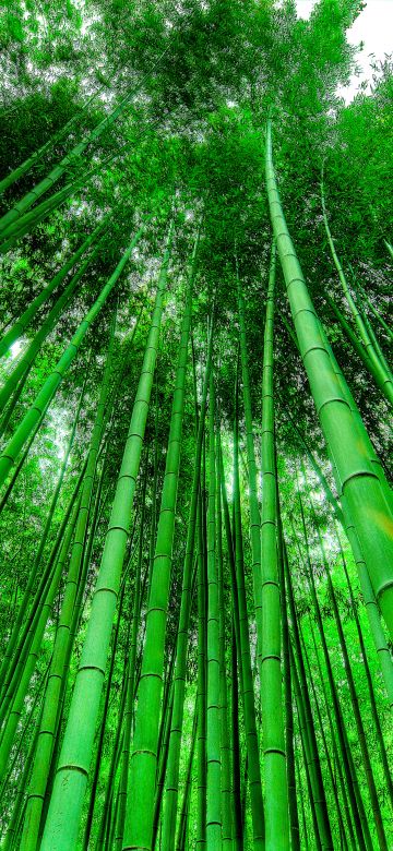 Bamboo Grove, Green background, Green leaves, Pattern, Tall Trees, 5K