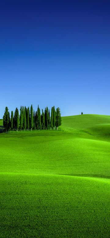 Green Meadow, Torrenieri, Tuscany, Italy, Clear sky, Landscape, Blue Sky, Spring, 5K